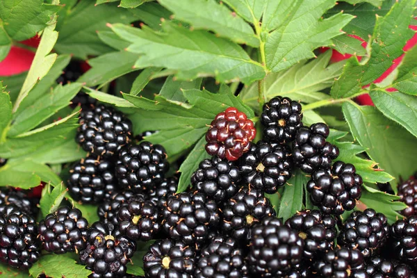 新鲜黑莓纹理 — 图库照片