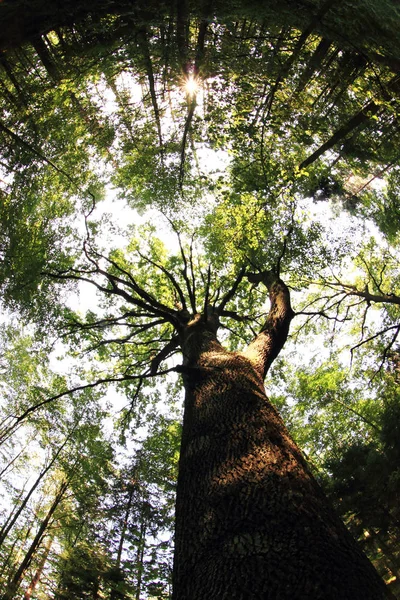 Very old oak tree — Stock Photo, Image