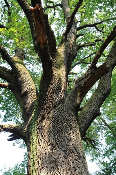 아주 오래 된 오크 나무 — 스톡 사진