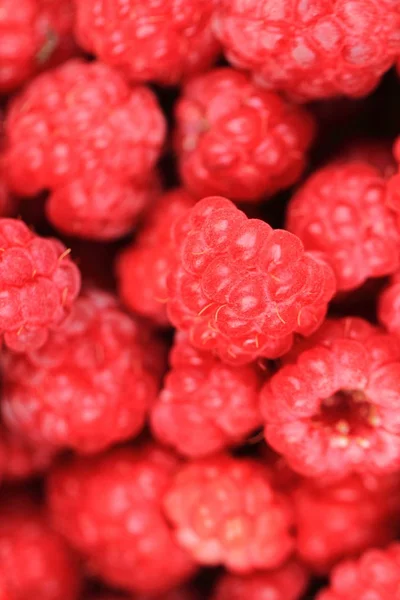 Rote Himbeeren Textur — Stockfoto