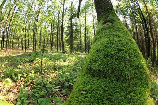 素敵な背景として苔で古い樹皮 — ストック写真
