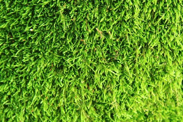 Зеленая текстура мха — стоковое фото