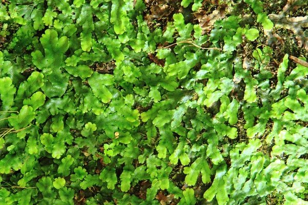 緑苔の質感 — ストック写真