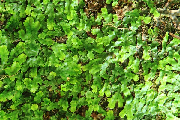 Yeşil yosun dokusu — Stok fotoğraf