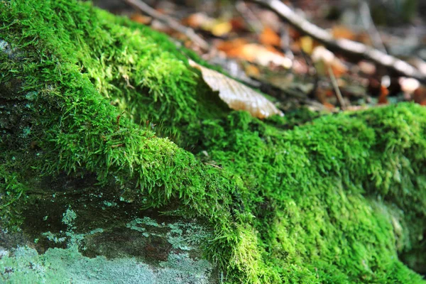 Moss ile eski kabuğu