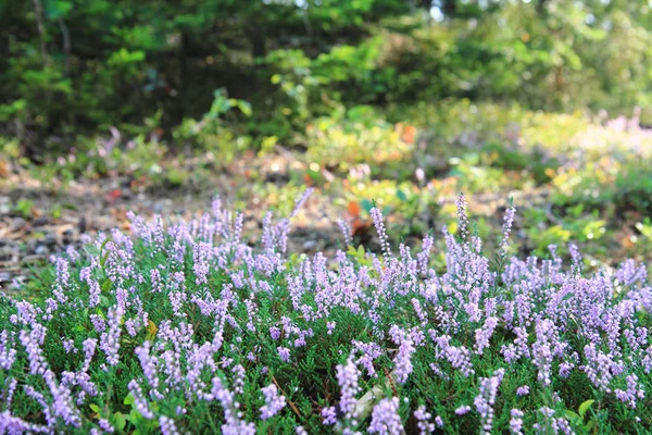 Вереск с фиолетовыми цветами — стоковое фото