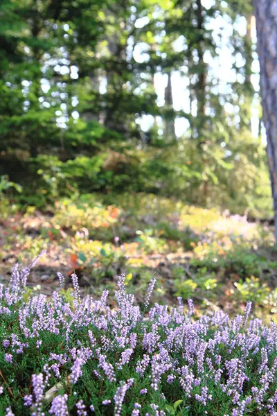 보라색 꽃으로 히스 속의 식물 공장 — 스톡 사진