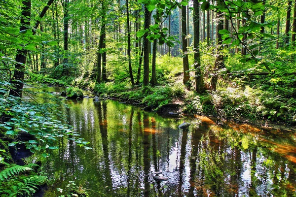 Река в зеленом лесу — стоковое фото
