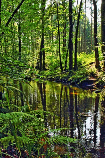Rivière dans la forêt verte — Photo