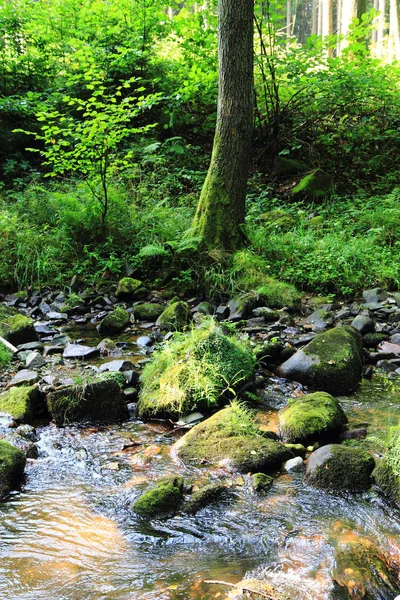 Rzeka w zielonym lesie — Zdjęcie stockowe