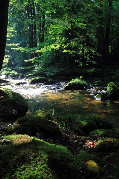 Rio Floresta Verde República Checa — Fotografia de Stock