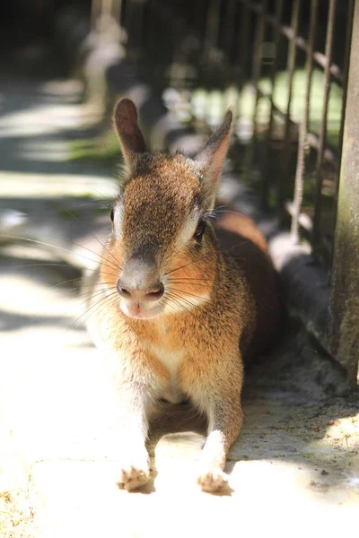 Rato exótico da selva (Dolichotis salinicola ) — Fotografia de Stock