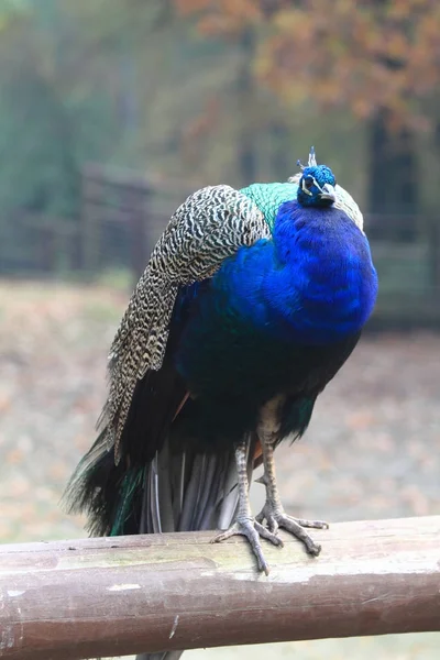 Chef för peacock — Stockfoto