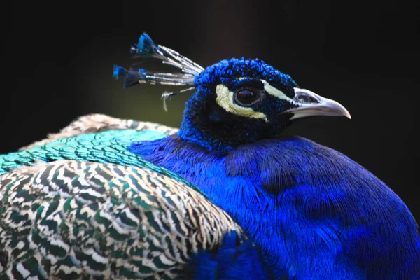 Chef för peacock — Stockfoto