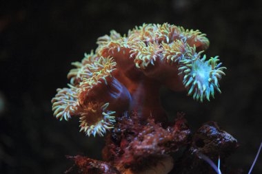 deniz akvaryum arka plan