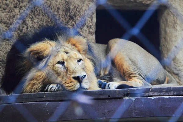 Leão si descansando na gaiola — Fotografia de Stock