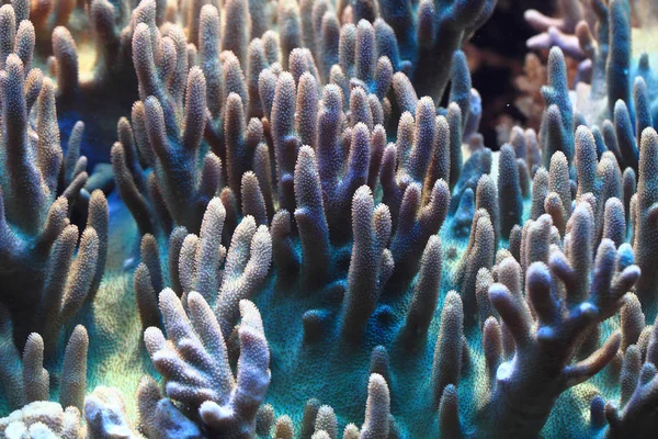 Sea aquarium bakgrund — Stockfoto
