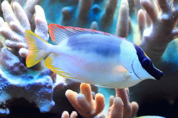 Exotic sea fish — Stock Photo, Image
