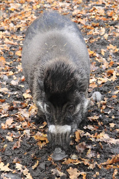 Orman (Sus cebifrons gelen egzotik domuz) — Stok fotoğraf