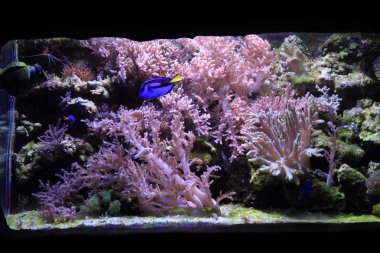 deniz akvaryum arka plan