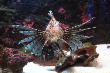 Deniz suyundaki lionfish