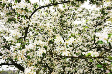 elma ağacının çiçekleri ile