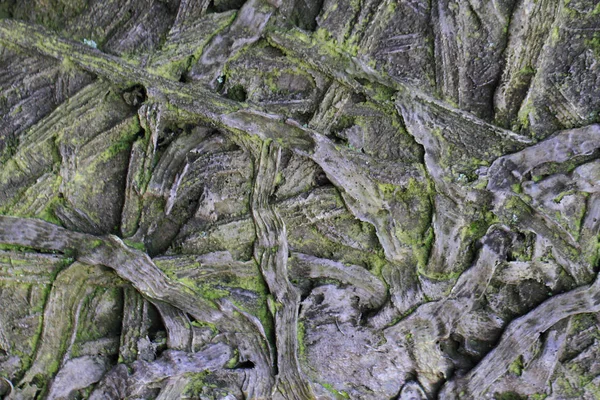 이끼와 오래 된 나무 껍질 — 스톡 사진
