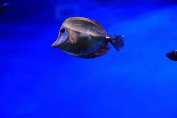 Exotic sea fish — Stock Photo, Image