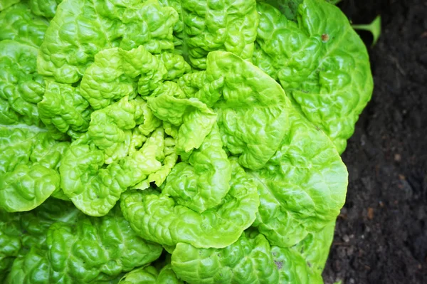 Green lettuce background — Stock Photo, Image