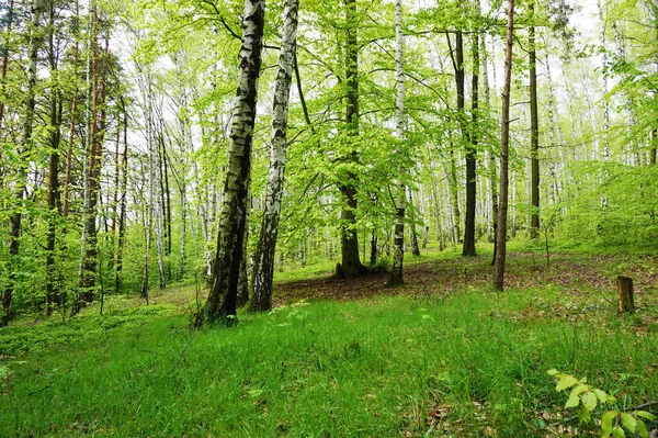 Зеленый Березовый Лес Хороший Природный Фон — стоковое фото