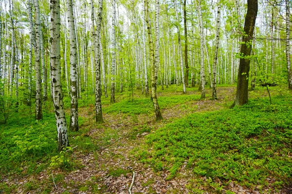 Foresta di betulle verde — Foto Stock