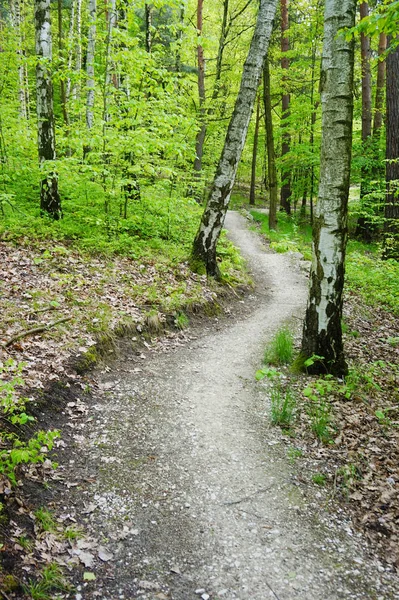 Green birch forest — Stock Photo, Image