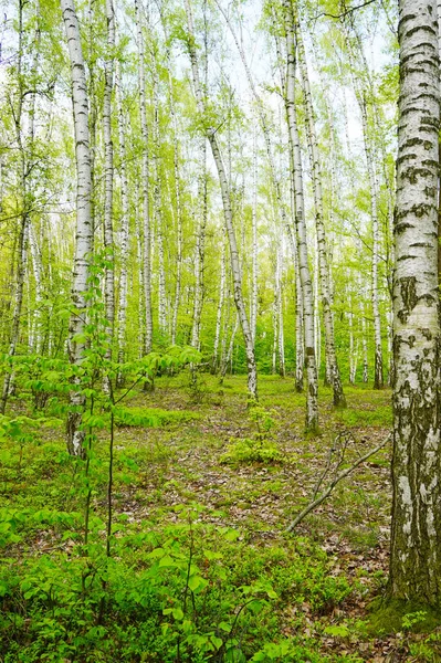 Green birch forest — Stock Photo, Image