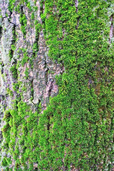 Vecchia Corteccia Con Muschio Come Sfondo Bello — Foto Stock