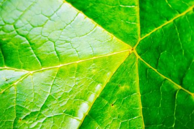 soyut yaprak yeşil doku güzel doğal arka plan olarak
