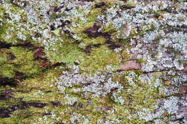 güzel arka plan olarak moss ile eski kabuğu