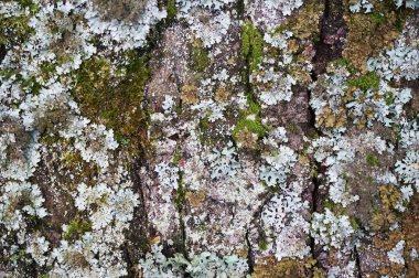 güzel arka plan olarak moss ile eski kabuğu