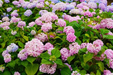 HORTENSIA çiçekler çok güzel renk doğal arka plan olarak