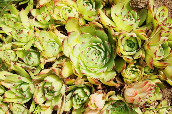 Houseleek Växt Textur Som Fin Naturlig Bakgrund — Stockfoto