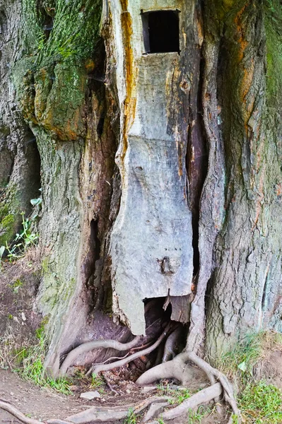 Treehouse Det Gamla Trädet Som Fin Bakgrund — Stockfoto