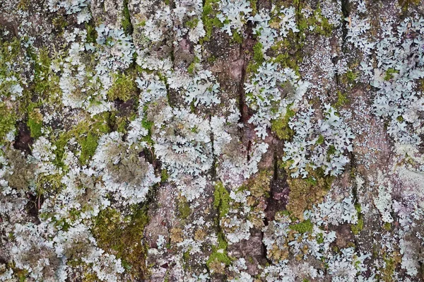 Güzel Arka Plan Olarak Moss Ile Eski Kabuğu — Stok fotoğraf