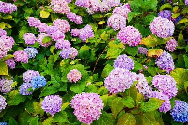 Hortensienblüten Als Sehr Schöne Farbe Natürlichen Hintergrund — Stockfoto