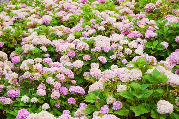 Hortensia Bloemen Als Zeer Mooie Kleur Natuurlijke Achtergrond — Stockfoto