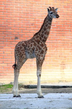 tuğla zemin üzerine küçük zürafa