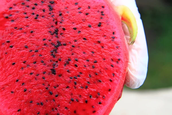 Metade de dragonfruit vermelho — Fotografia de Stock