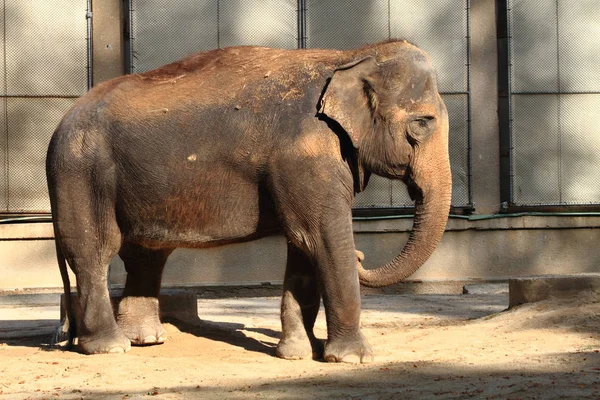 Viejo elefante está caminando — Foto de Stock