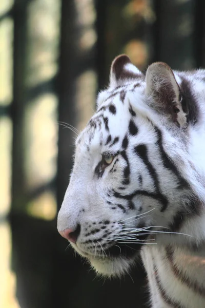 Biały tygrys głowa — Zdjęcie stockowe