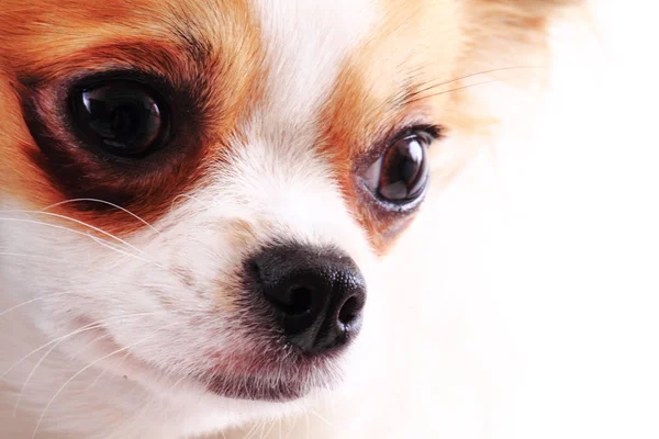 Chihuahua baş detay — Stok fotoğraf