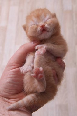 küçük İngiliz yavru kedi