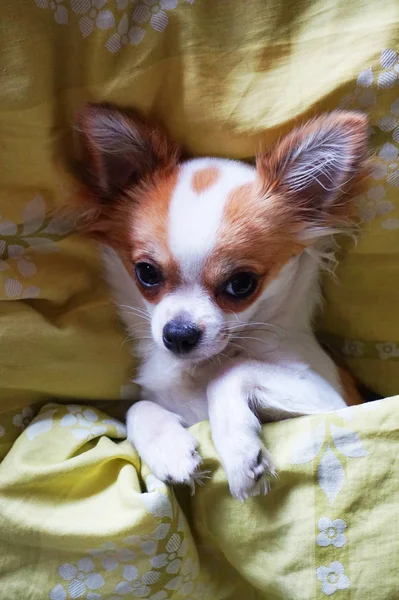 Two chihuahua dogs is resting — Stock Photo, Image